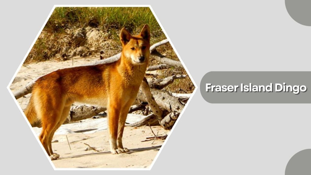 Fraser Island Dingo