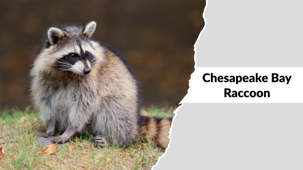Chesapeake Bay Raccoon (Procyon lotor marinus)