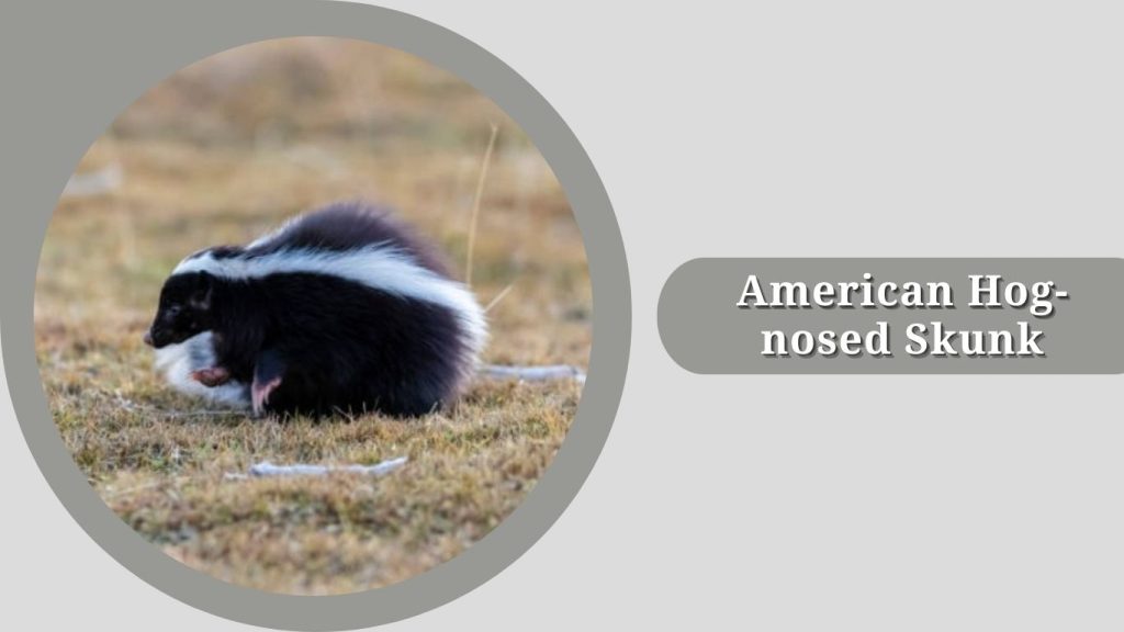 American Hog-nosed Skunk