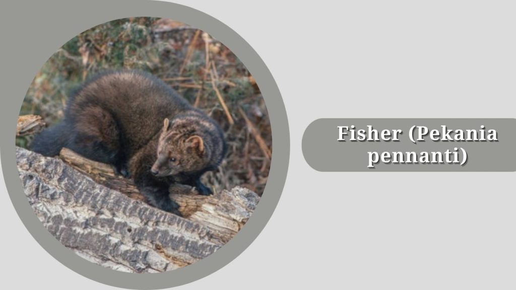 Fisher (Pekania pennanti)