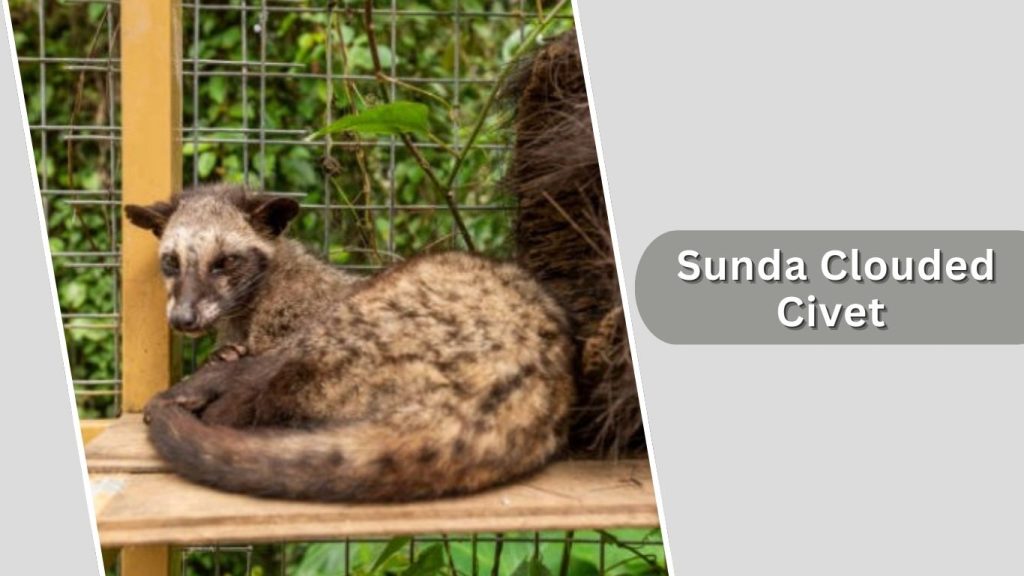 Sunda Clouded Civet
