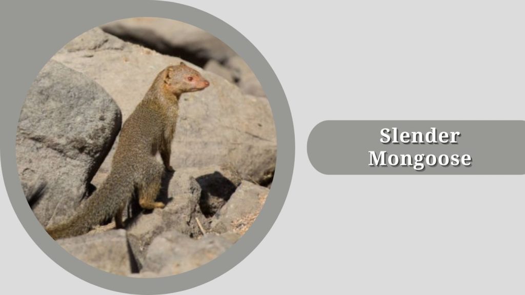 Slender Mongoose