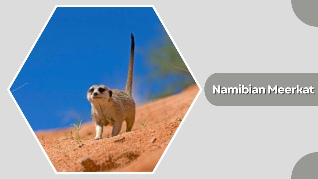 Namibian Meerkat