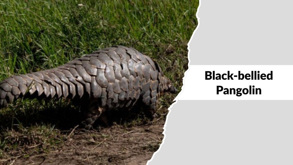 Black-bellied Pangolin
