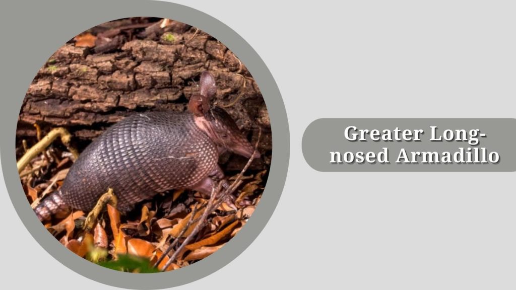 Greater Long-nosed Armadillo