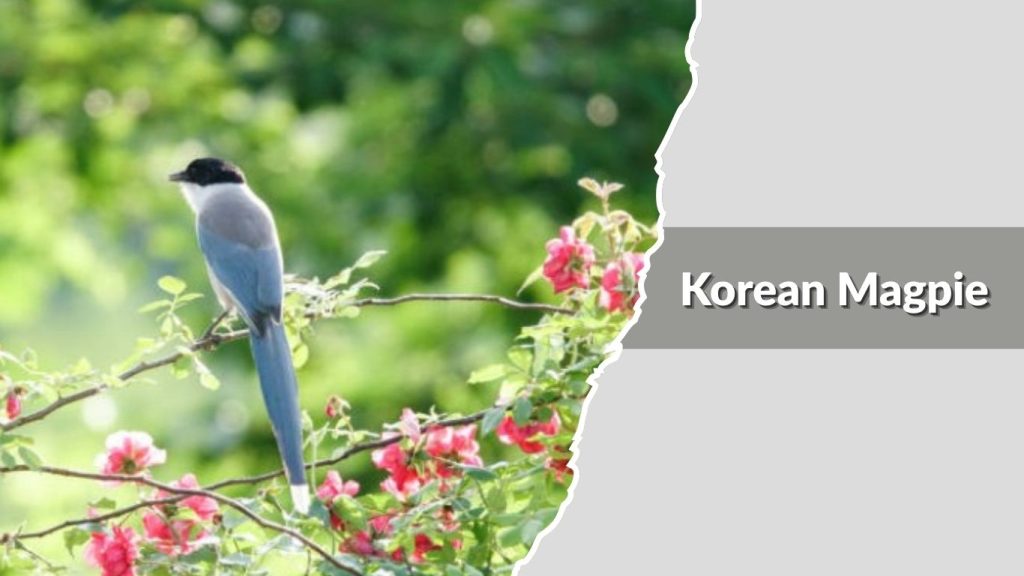 Korean Magpie
