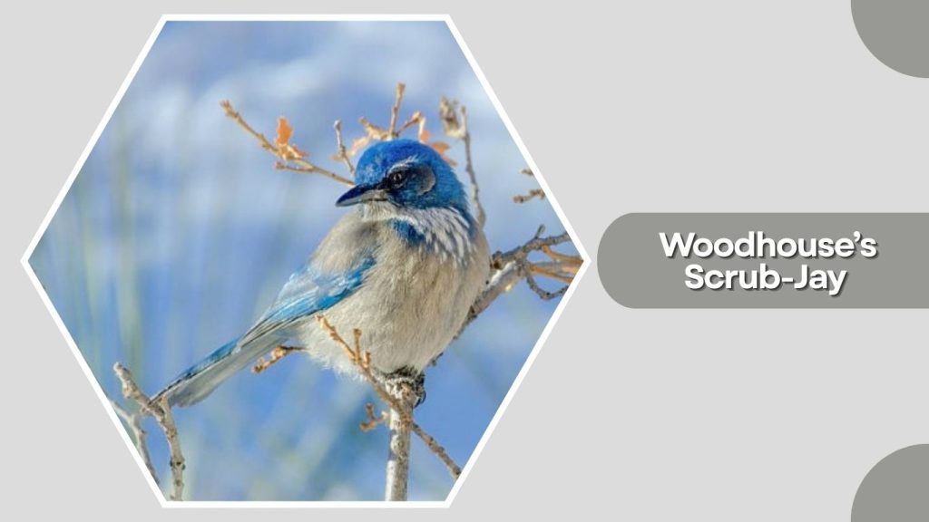 Woodhouse’s Scrub-Jay