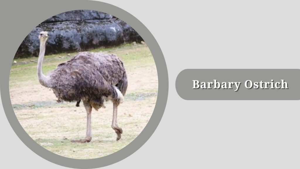 Barbary Ostrich 