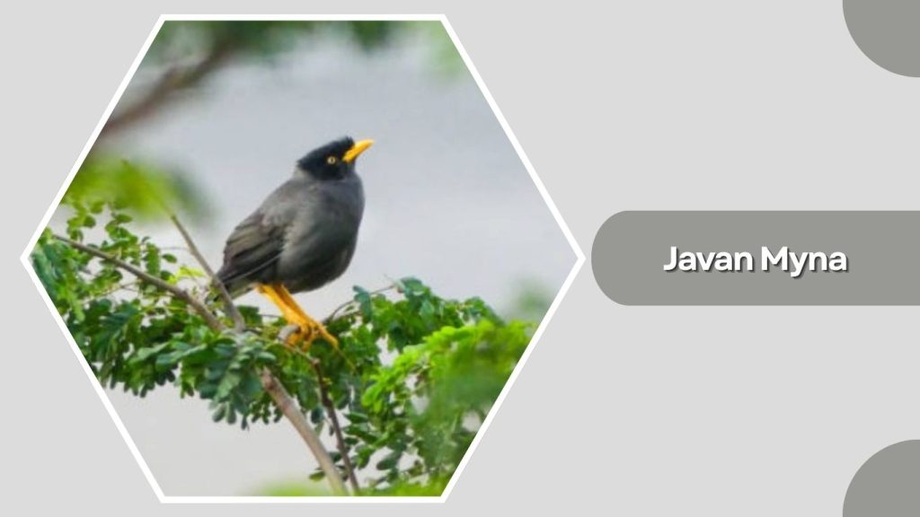 Javan Myna