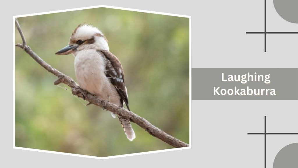 Laughing Kookaburra