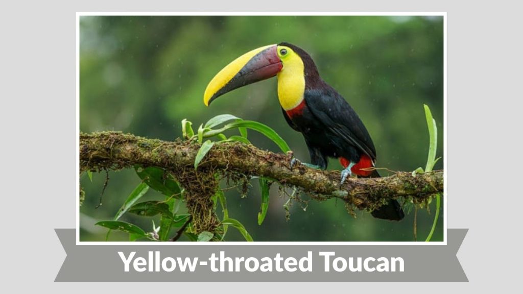Yellow-throated Toucan