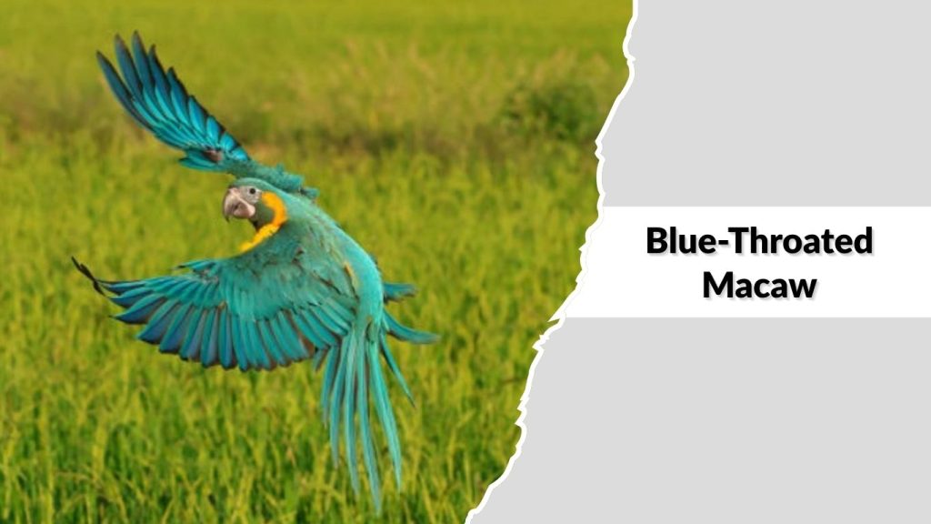 Blue-Throated Macaw