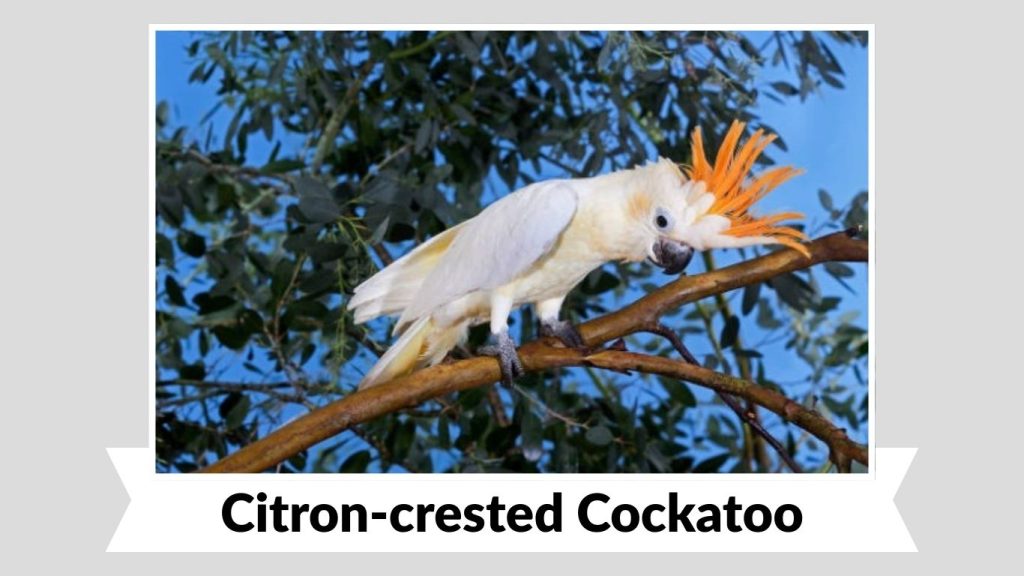 Citron-crested Cockatoo