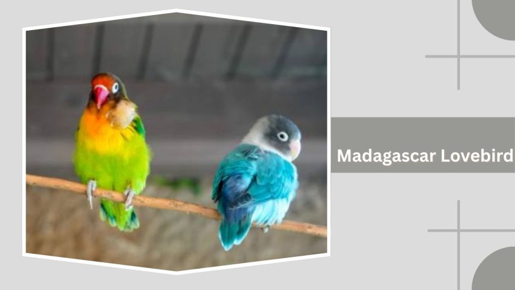 Madagascar Lovebird