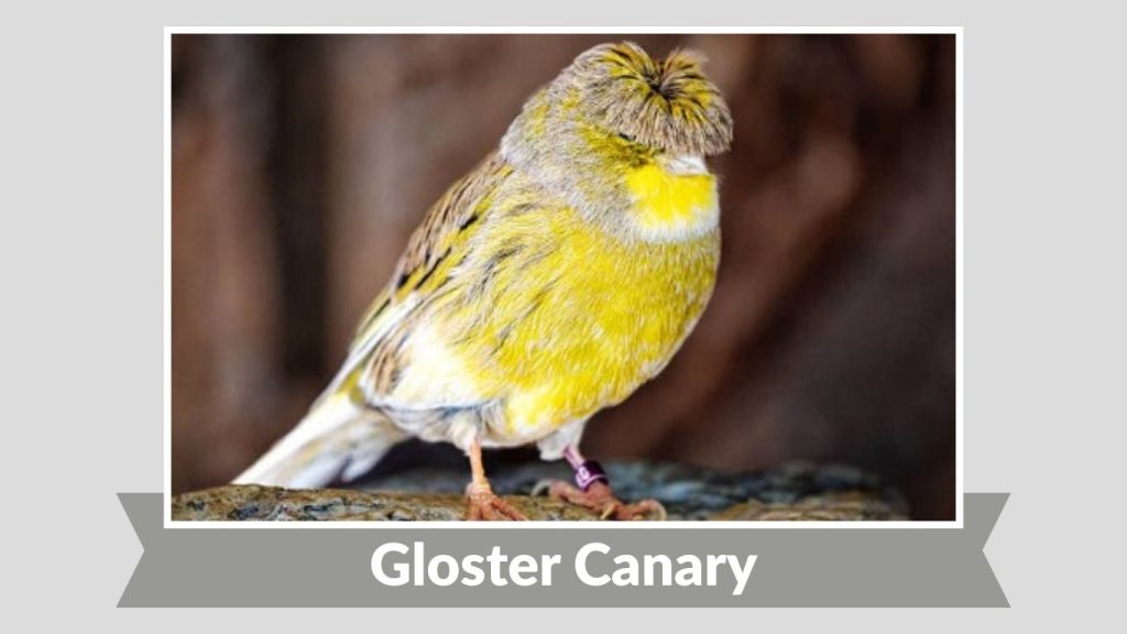 Gloster Canary