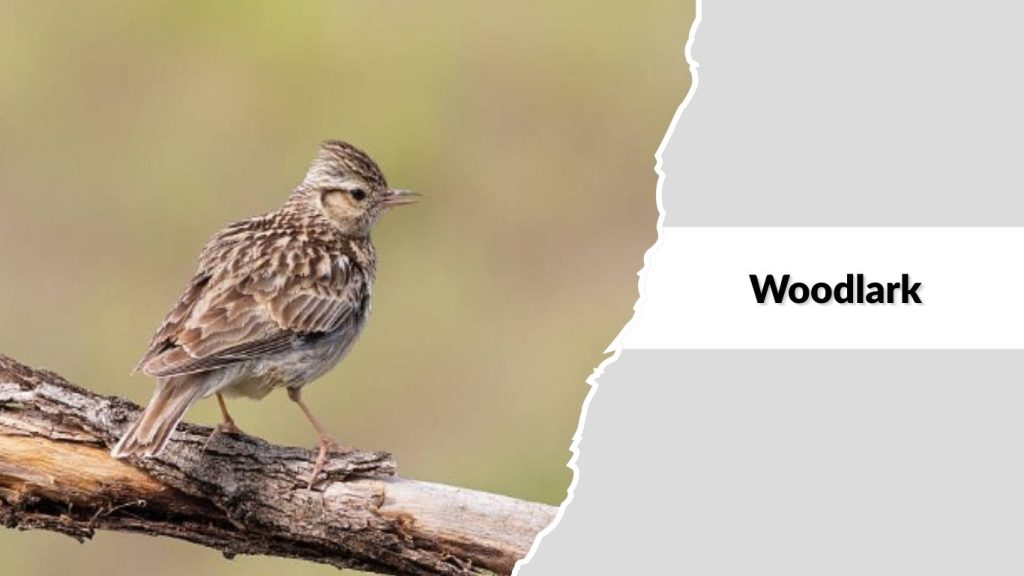 Woodlark