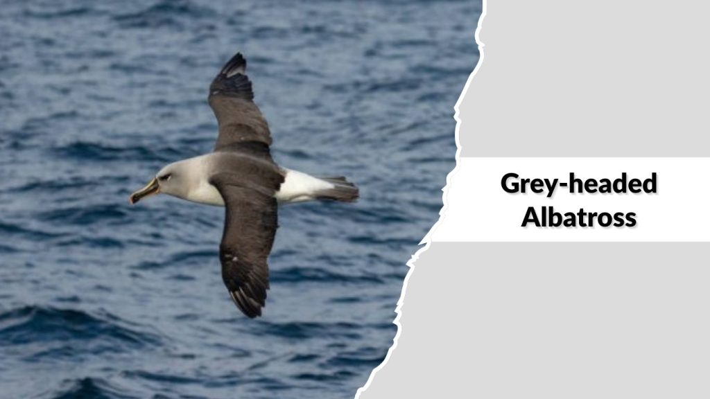 Grey-headed Albatross
