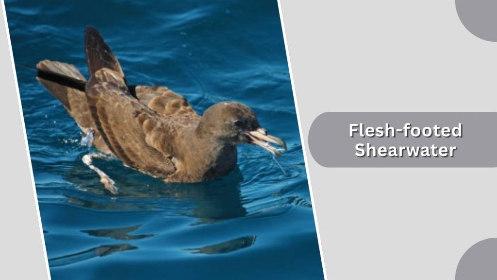 Flesh-footed Shearwater
