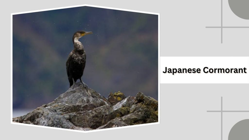 Japanese Cormorant