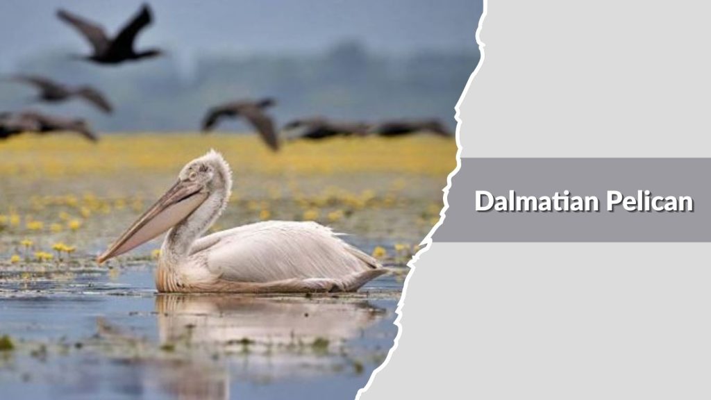 Dalmatian Pelican