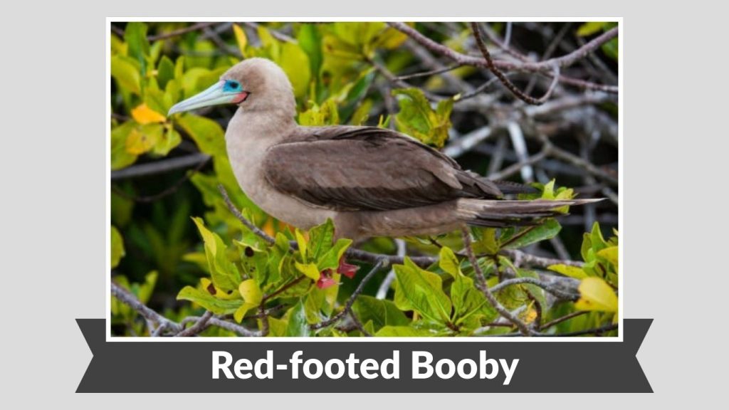 Red-footed Booby