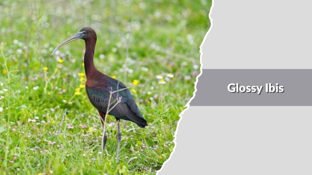 Glossy Ibis