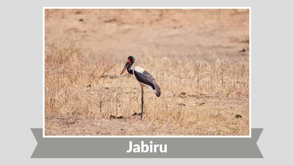 Jabiru