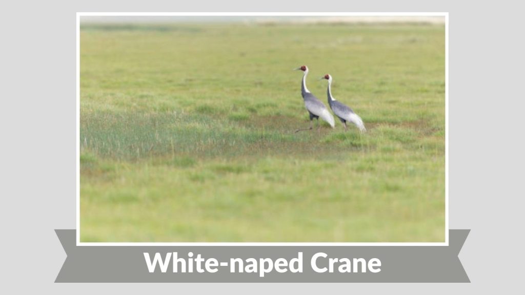 White-naped Crane