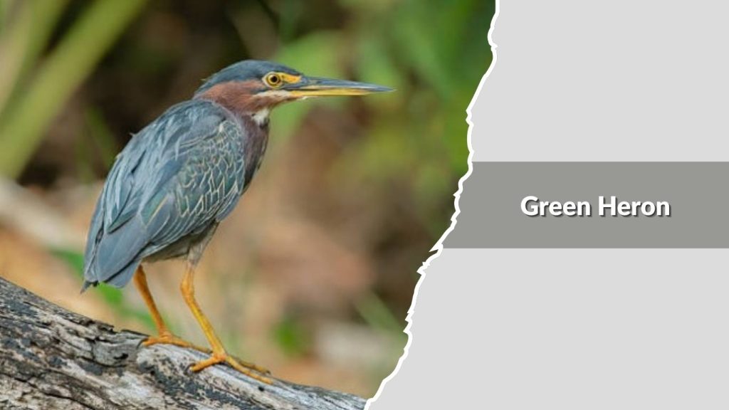 Green Heron