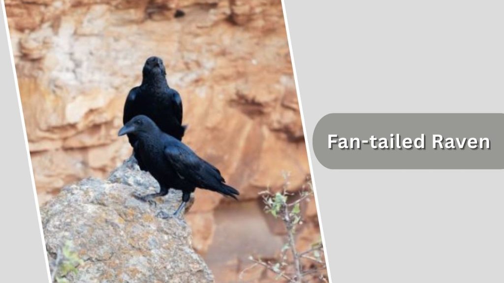 Fan-tailed Raven