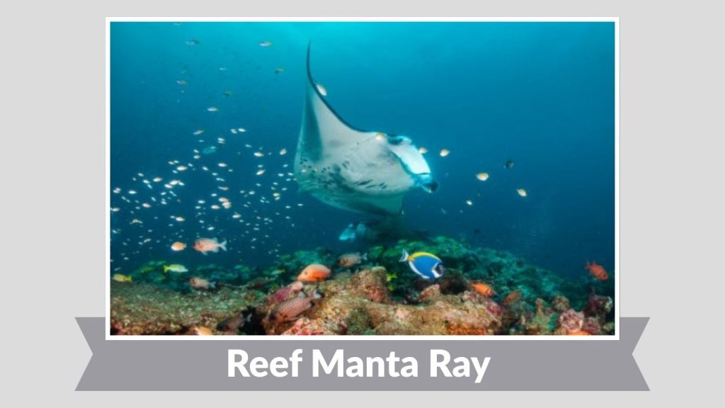 Reef Manta Ray