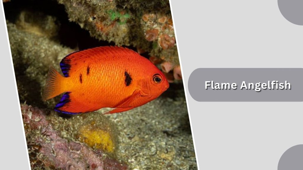 Flame Angelfish 