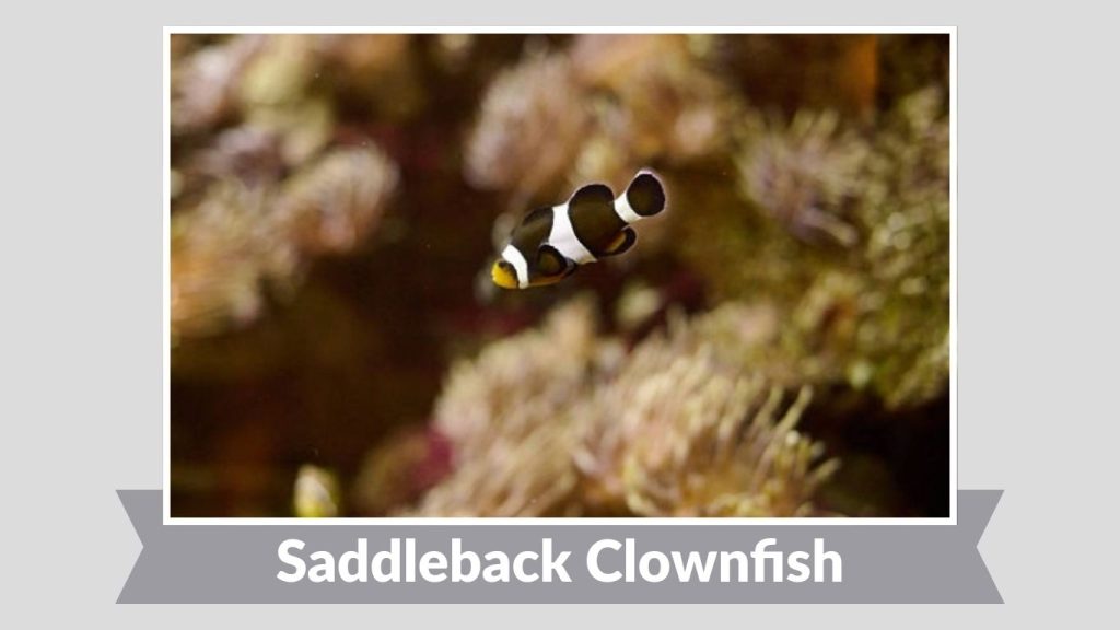 Saddleback Clownfish