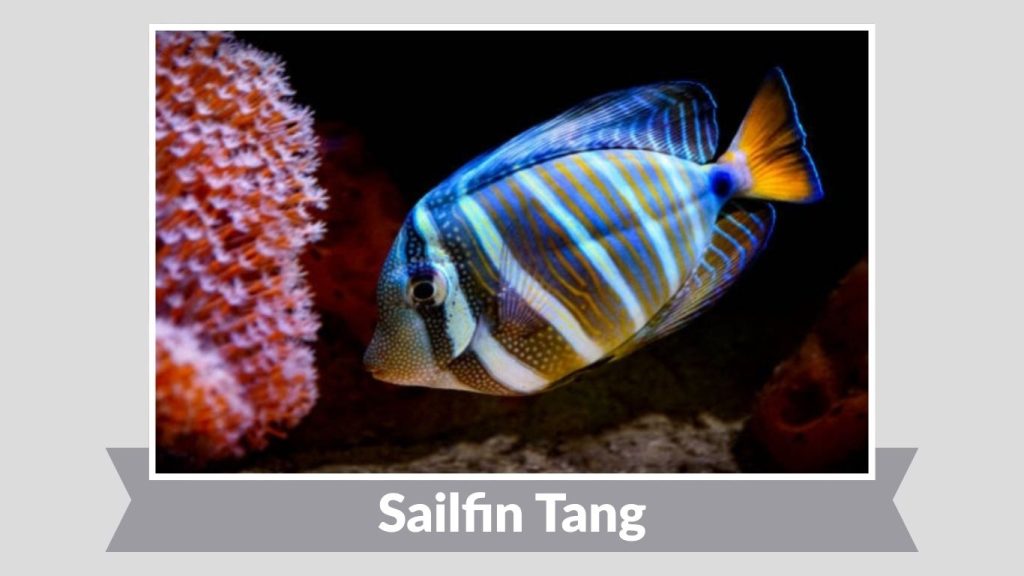 Sailfin Tang
