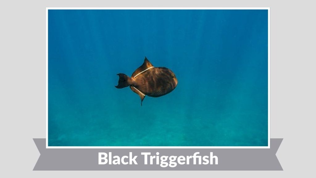 Black Triggerfish