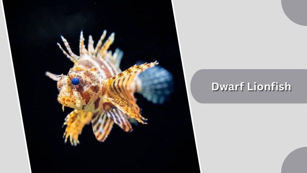 Dwarf Lionfish