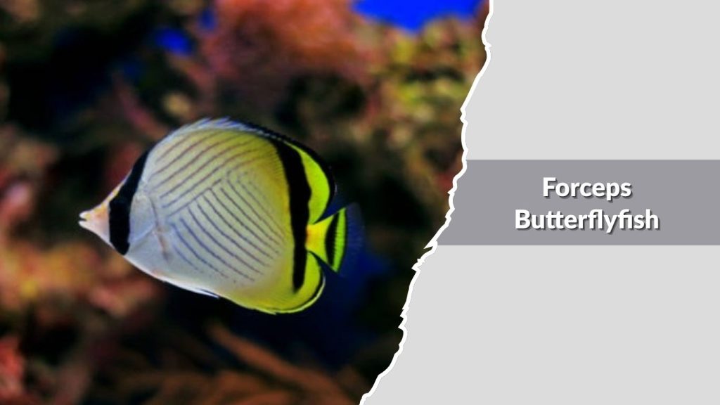 Forceps Butterflyfish