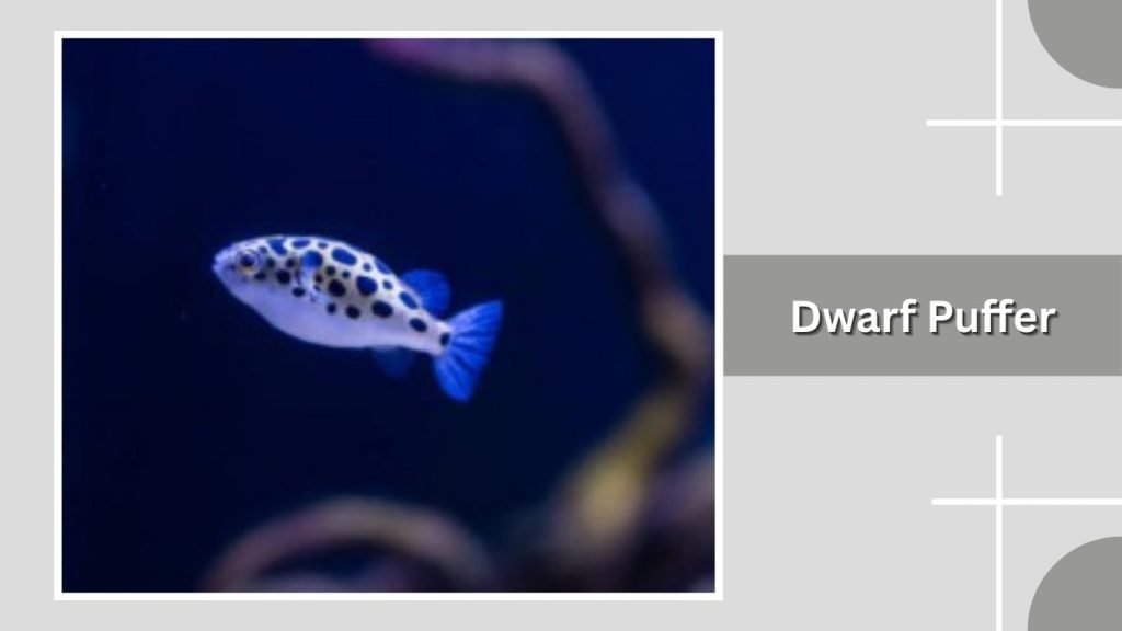 Dwarf Puffer
