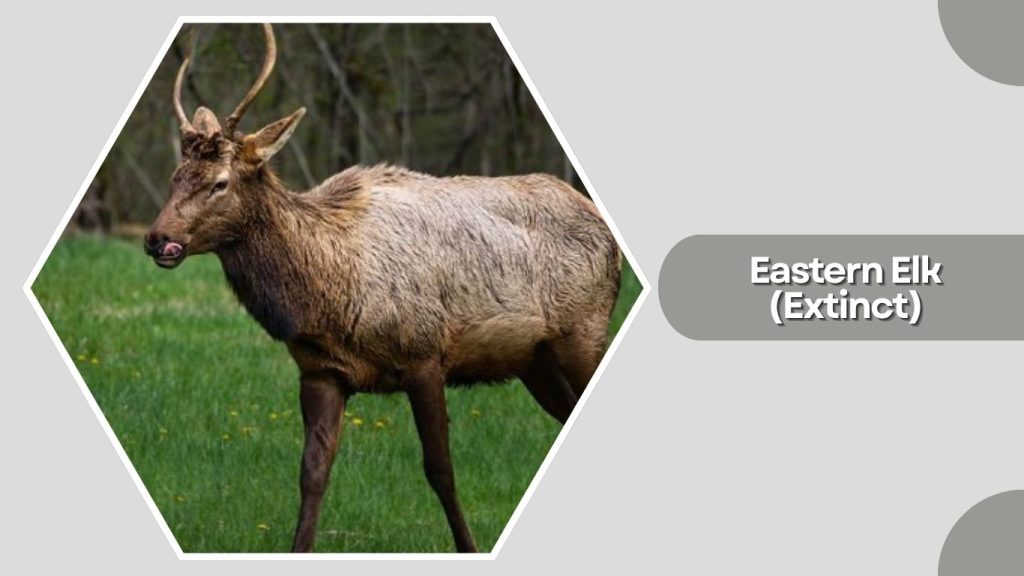 Eastern Elk (Extinct)