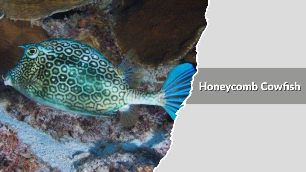 Honeycomb Cowfish