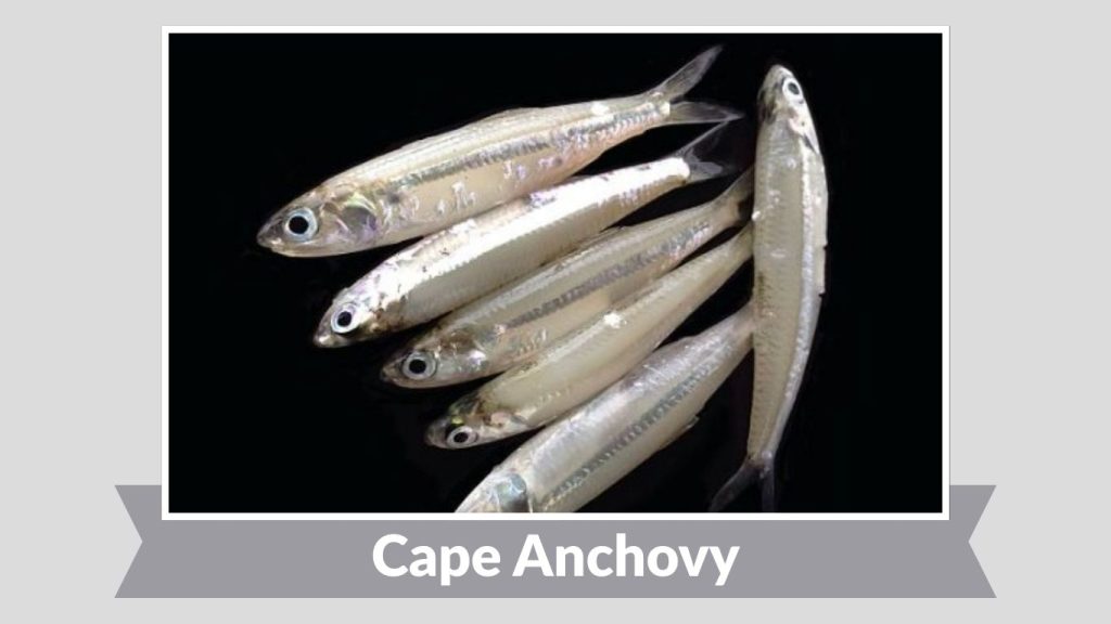 Cape Anchovy
