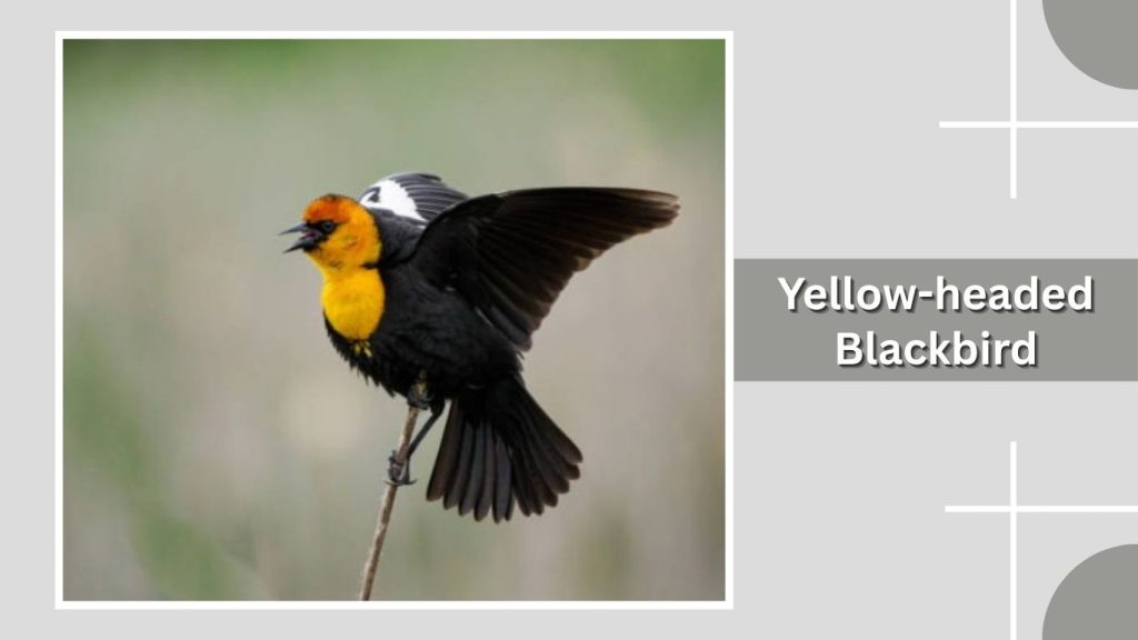 Yellow-headed Blackbird