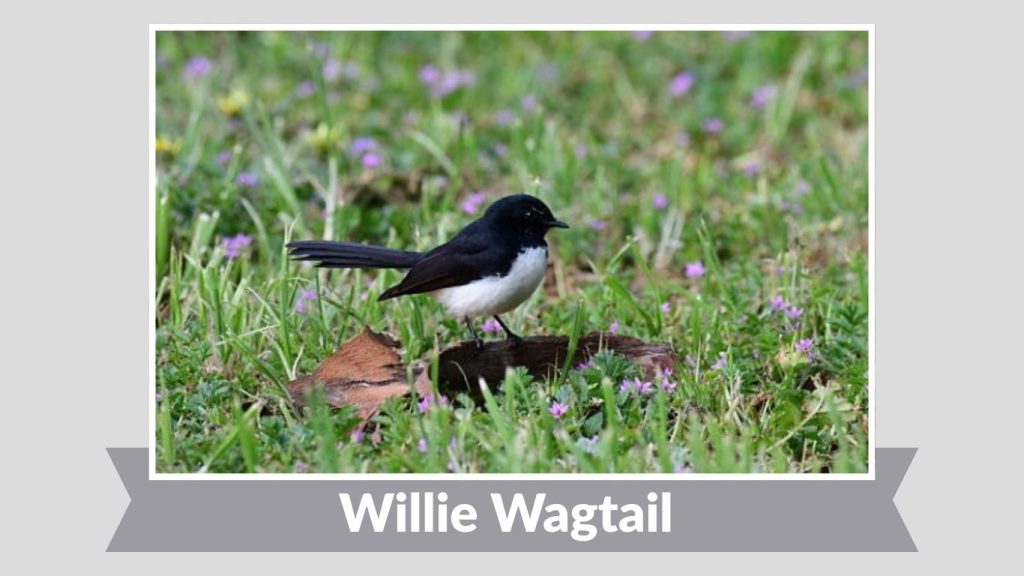 Willie Wagtail 