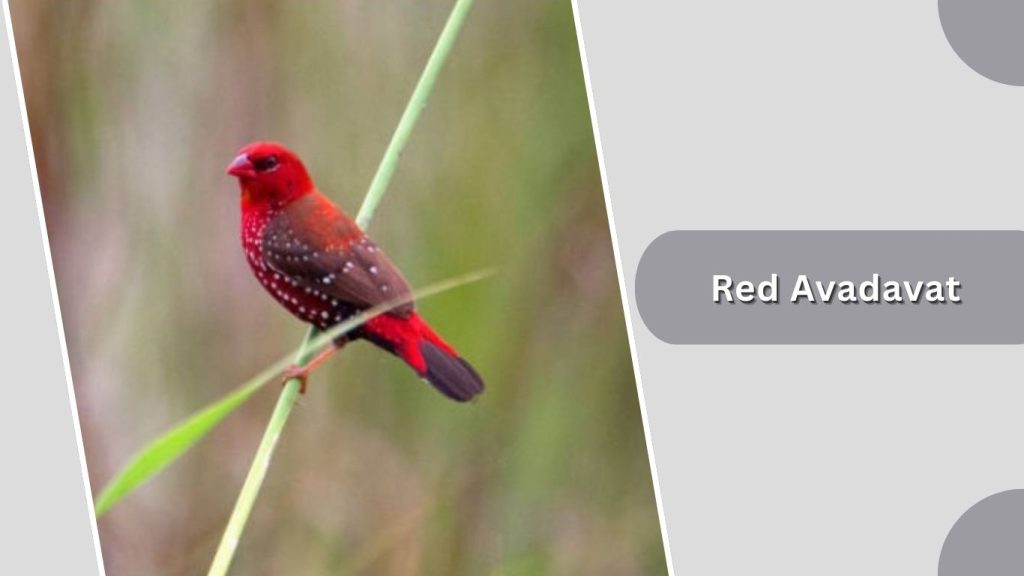 Red Avadavat