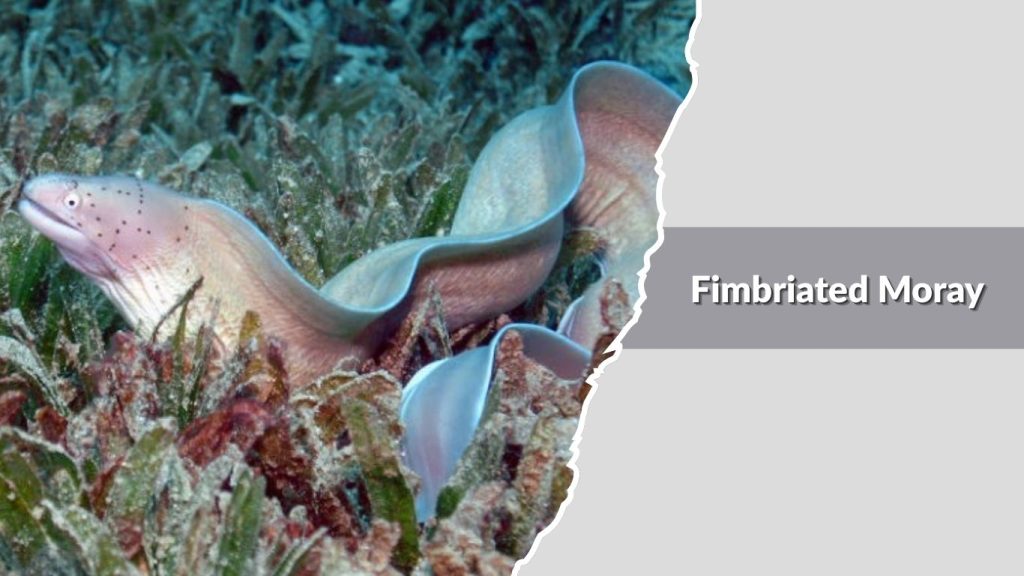 Fimbriated Moray