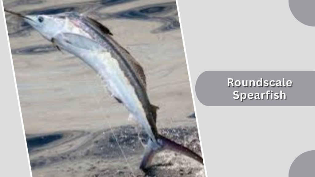 Roundscale Spearfish