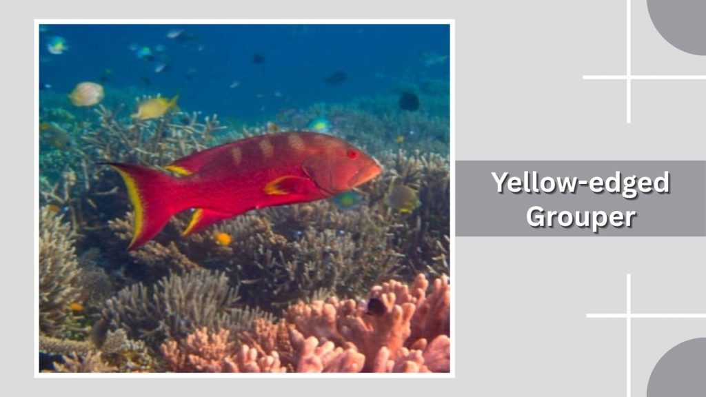 Yellow-edged Grouper