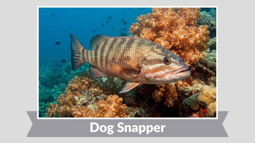 Dog Snapper
