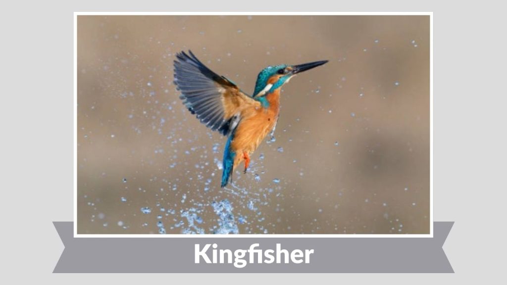 Kingfisher