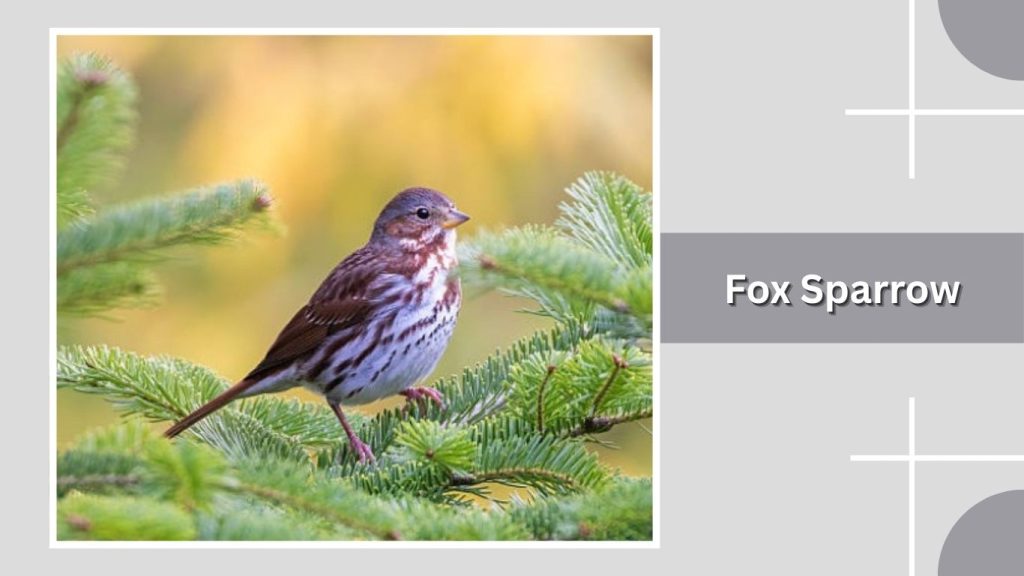 Fox Sparrow